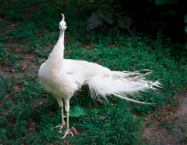 witte pauw peahen met kroon op groen gras in dierentuin - vera pauw stockfoto's en -beelden