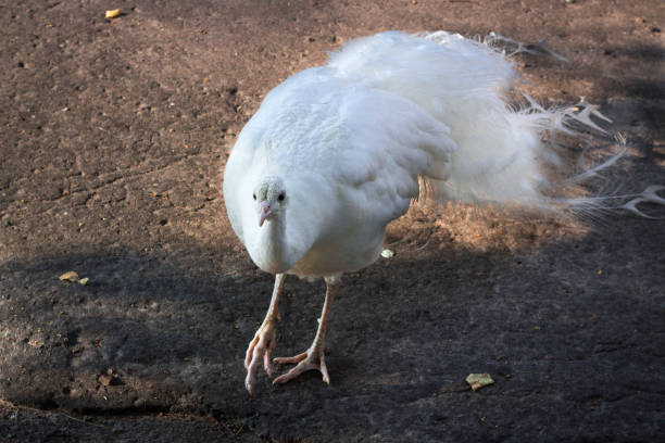 witte pauw peahen met kroon wordt uitgevoerd op grond in dierentuin - vera pauw stockfoto's en -beelden