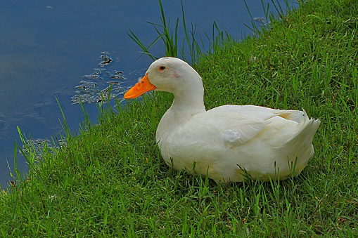Beautiful White Peking Duck cautiously resting by a small pond