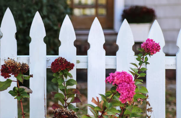 White picket fence with blurred door to house behind and fall hydrangeas in front - selective focus stock photo