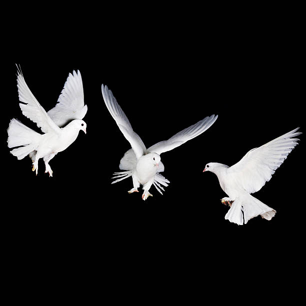 white pigeon stock photo