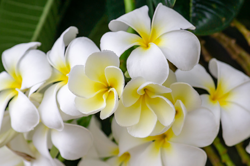 White Plumeria Rubra Flowers On Treefrangipani Spa Flowers Background Stock  Photo - Download Image Now - iStock
