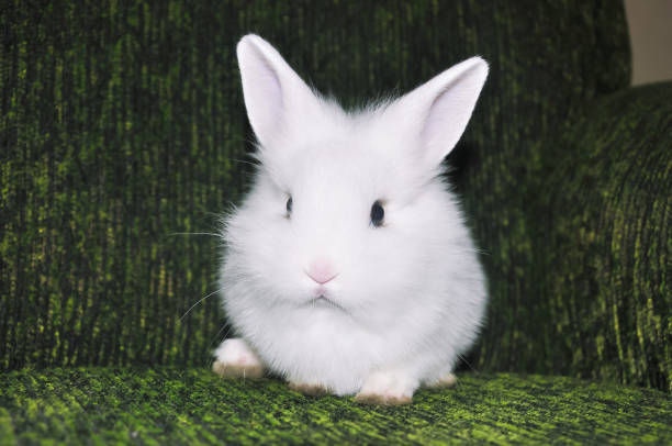 White rabbit baby bunny easer close-up stock photo