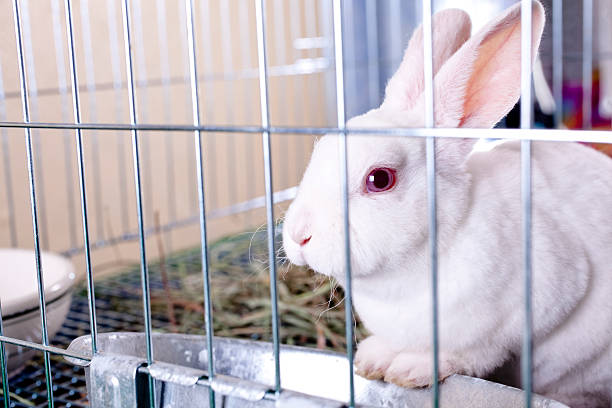 White rabbit for sale. Easter bunny in a cage. Little white Easter bunny in a cage.  She could be at home or in a shop for sale.  Her name is Strawberry.  Cute.  No people.  rabbit hutch stock pictures, royalty-free photos & images