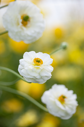 White ranunculus flower in flower bed in greenhouse. Focus on three flowers seen in a row. No people are seen in frame. Shot in day light with a medium format camera.