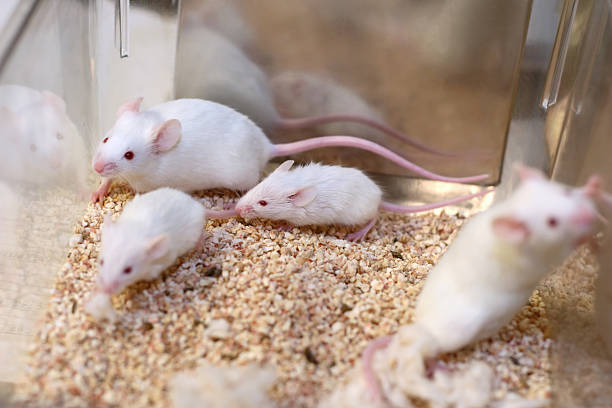 White Research Mice stock photo