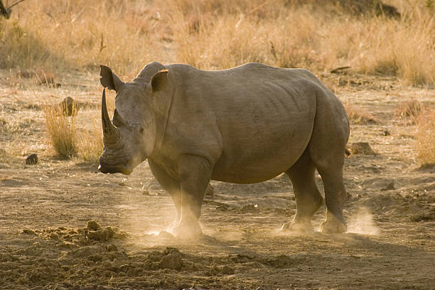 White Rhino at Sunset stock photo