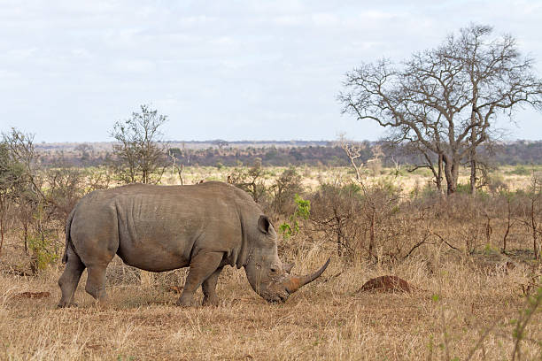 White Rhino Grazing at Kruger National Park, South Africa stock photo