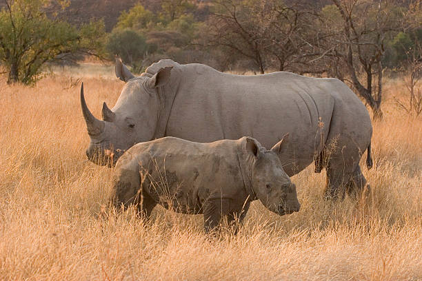 White Rhino with Calf stock photo