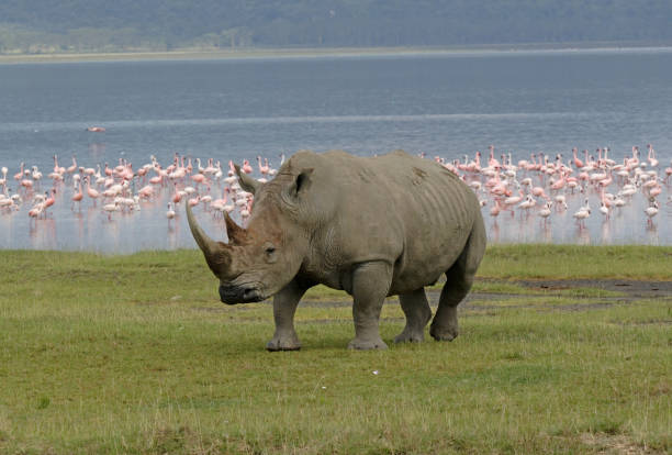 White Rhinoceros and Lesser Flamingo stock photo