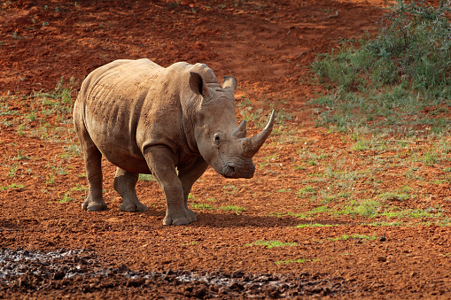 A White Rhinoceros In Natural Habitat Stock Photo ...