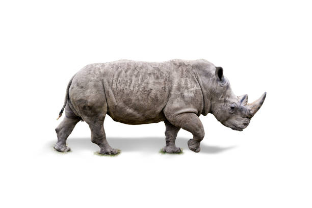 White rhinoceros walking in grass stock photo