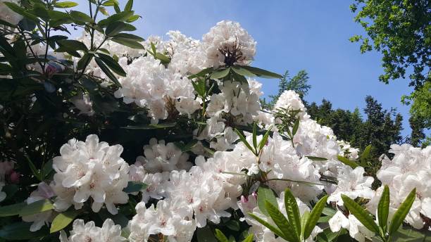 A white Rhododendron in full bloom stock photo