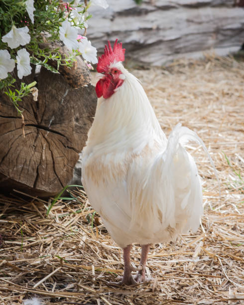 white rooster stock photo