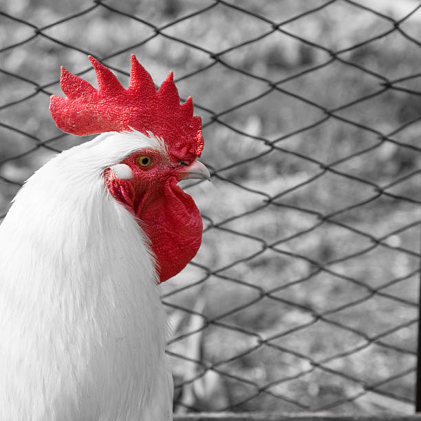 White rooster A bright white rooster with red crest standing in front of fence white leghorn stock pictures, royalty-free photos & images