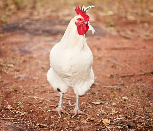 white rooster white leghorn rooster in the yard ,red sandy ground white leghorn stock pictures, royalty-free photos & images