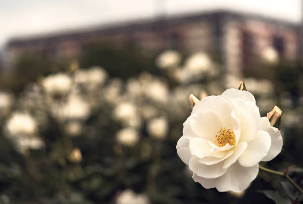 White Rose Flower in the Rose Garden of Puerto Madero. stock photo