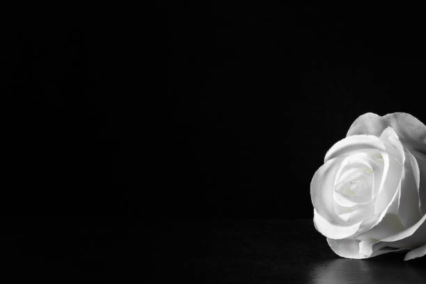 White rose flower on the dark background. Condolence card. Artificial flower. Empty place for a text. White rose flower on the dark background. Condolence card. Artificial flower. Empty place for a text. mourner stock pictures, royalty-free photos & images