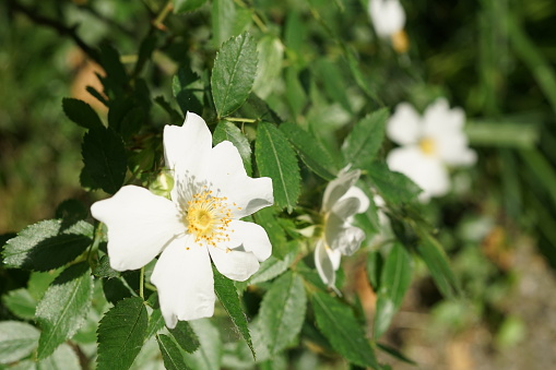 White rose hip flowers
