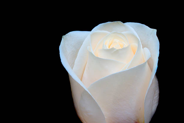 White rose on black stock photo