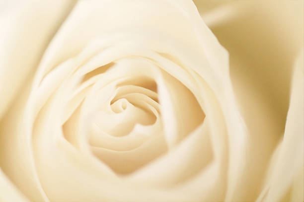 White rose stock photo