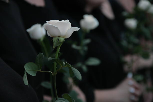 white rosa - funeral fotografías e imágenes de stock
