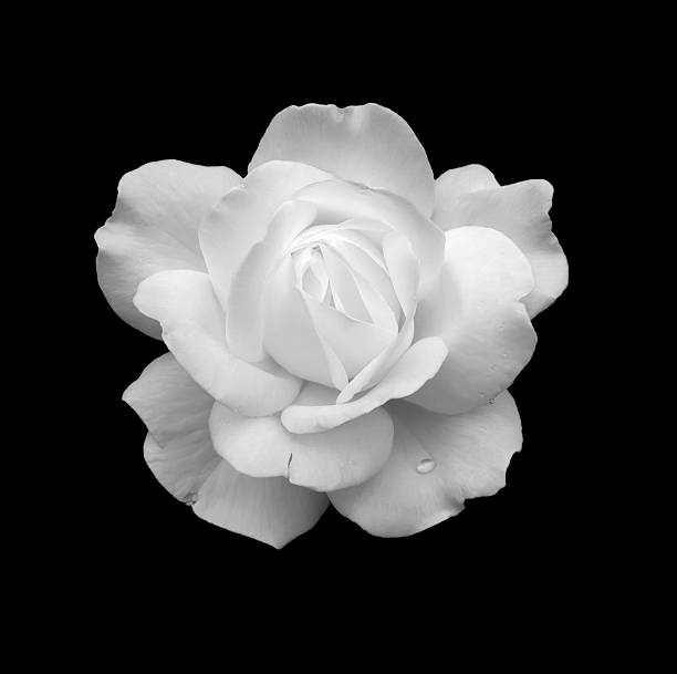 Royalty Free Black Background Single Rose Rose Single Royalty Free Black Background Single Rose Rose Single