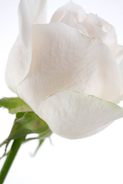 White Rose Profile stock photo
