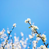 istock White Sakura Blossom on clear blu sky 1387221034