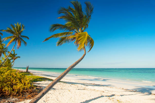 White sand tropical beach with palm trees on north west coast of Zanzibar island, Tanzania. stock photo