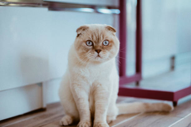 White Scottish Fold Scottish cat scottish fold cat stock pictures, royalty-free photos & images