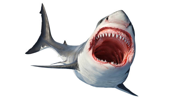 White shark marine big predator White shark marine predator big open mouth and teeth. 3D rendering animal teeth stock pictures, royalty-free photos & images