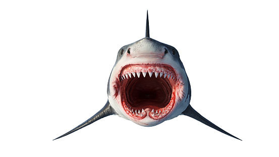 White shark marine big predator, front view. 3D rendering