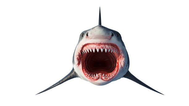 White shark marine predator, front view White shark marine big predator, front view. 3D rendering animal teeth stock pictures, royalty-free photos & images