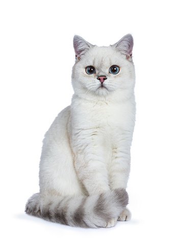 White Silver Tabby Seal Point British Shorthair Sitting Laying