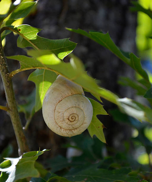 White snail stock photo