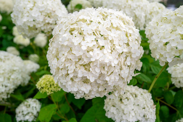 White snowball viburnum flower heads, extreme close-up Circular shapes of full blooms of Chinese Snowball flowers hydrangea photos stock pictures, royalty-free photos & images