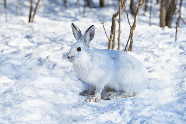 White Snowshoe Hare on snow stock photo