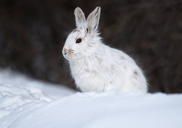 White Snowshoe Hare on snow stock photo