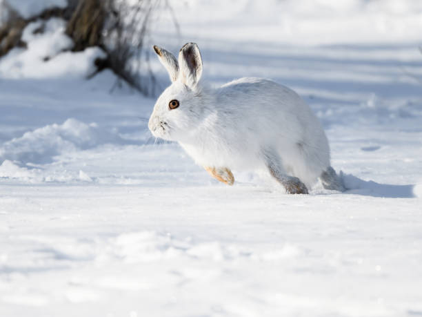 White Snowshoe Hare Running in Winter stock photo