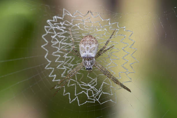 White Spider on its damaged web stock photo