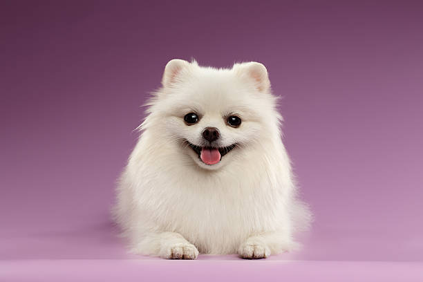 White Spitz Dog Lying on Colored Background Small White Spitz Dog Lying on Colored Background animal tongue stock pictures, royalty-free photos & images