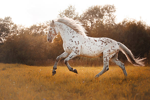 White spotted horse stock photo