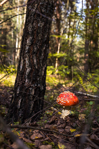 Closed fly agaric (Amanita muscaria) red with white dots on forest soil with green grasses, dead brown leaves and other natural matetials.