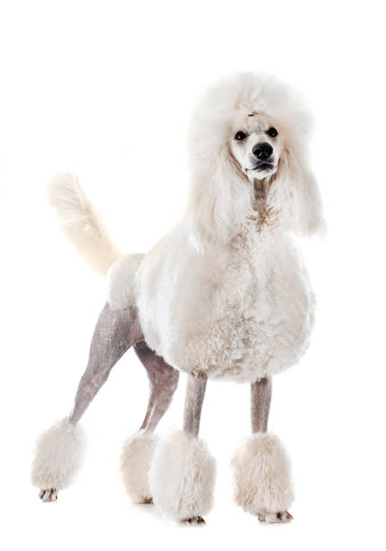 white Standard Poodle white Standard Poodle in front of white background poodle stock pictures, royalty-free photos & images