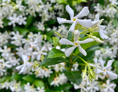 Horizontal close up foreground focus on white 5 petal star Jasmine with green vine leaves flowering in abundance in Australian spring