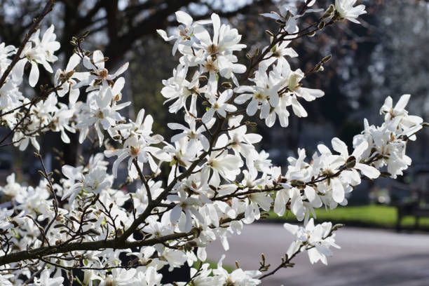 White star Magnolia stellata flowering in spring stock photo