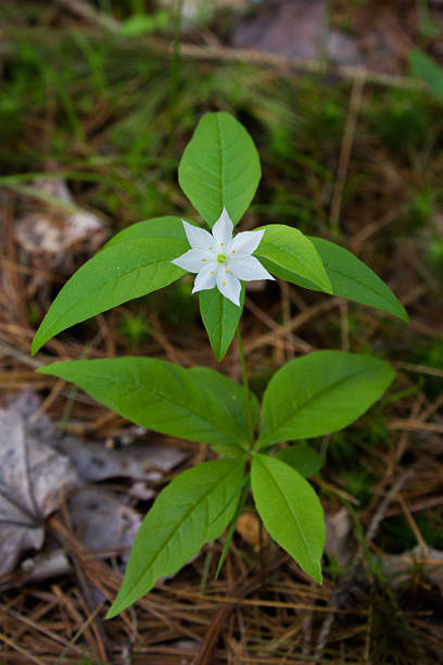 White Starflower stock photo