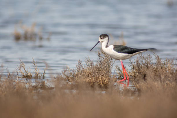White stilt in a marsh in Camargue nature reserve. White stilt in a marsh in the Camargue nature reserve. black winged stilt stock pictures, royalty-free photos & images