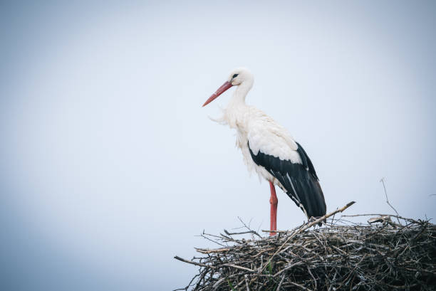 White Stork Ciconia ciconia pair perching in nest stock photo